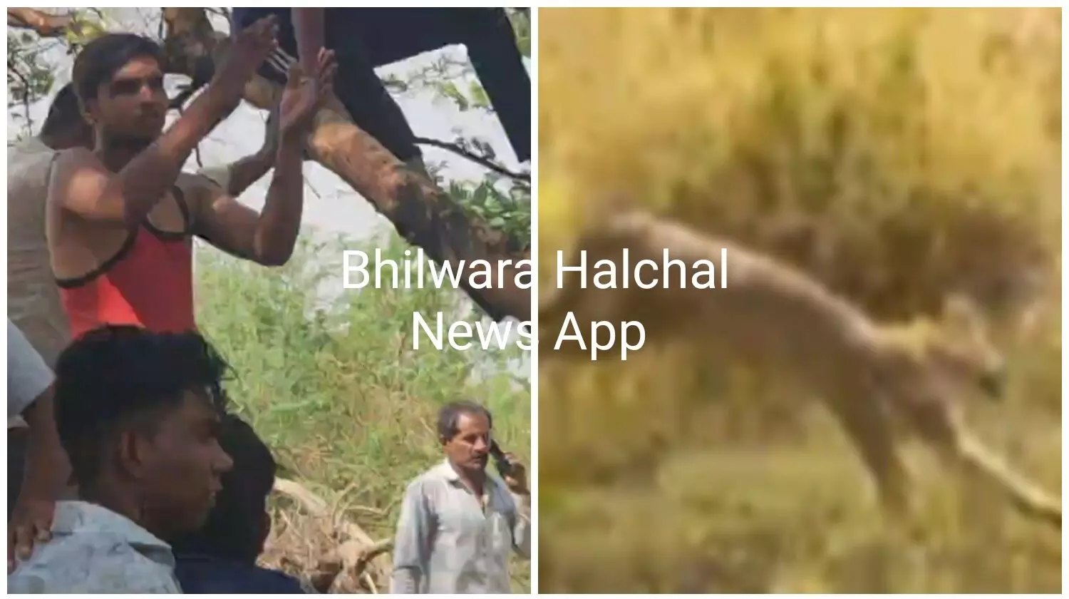 स्कूल में घुसे जंगली जानवर को पैंथर बताकर मचाया हल्ला, निकला जंगली बिलाव, वन विभाग की टीम ने दबोचा स्कूल में घुसे जंगली जानवर को पैंथर बताकर मचाया हल्ला, निकला जंगली बिलाव, वन विभाग की टीम ने दबोचा