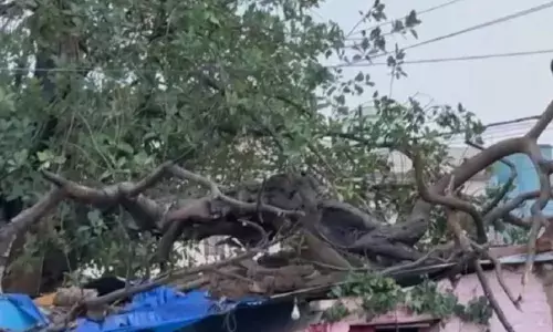 पेड़ गिरने से 4 लोगों की मौत, 100 से ज्यादा फ्लाइट्स प्रभावित,फोटो में देखे हाल पेड़ गिरने से 4 लोगों की मौत, 100 से ज्यादा फ्लाइट्स प्रभावित,फोटो में देखे हाल