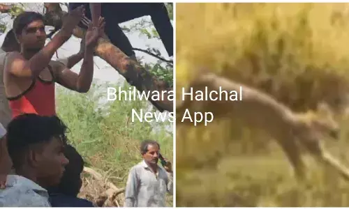 स्कूल में घुसे जंगली जानवर को पैंथर बताकर मचाया हल्ला, निकला जंगली बिलाव, वन विभाग की टीम ने दबोचा
