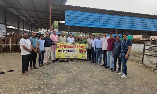 नवकार महामंत्र का जाप कर गौ माता को गुड़ और चारा खिलाया