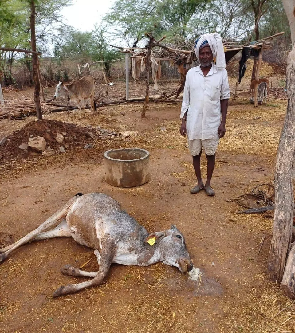 आकाशीय बिजली गिरने से गाय की मौत