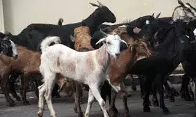 इस दिन मनाया जाएगा बकरीद का त्योहार इस दिन मनाया जाएगा बकरीद का त्योहार