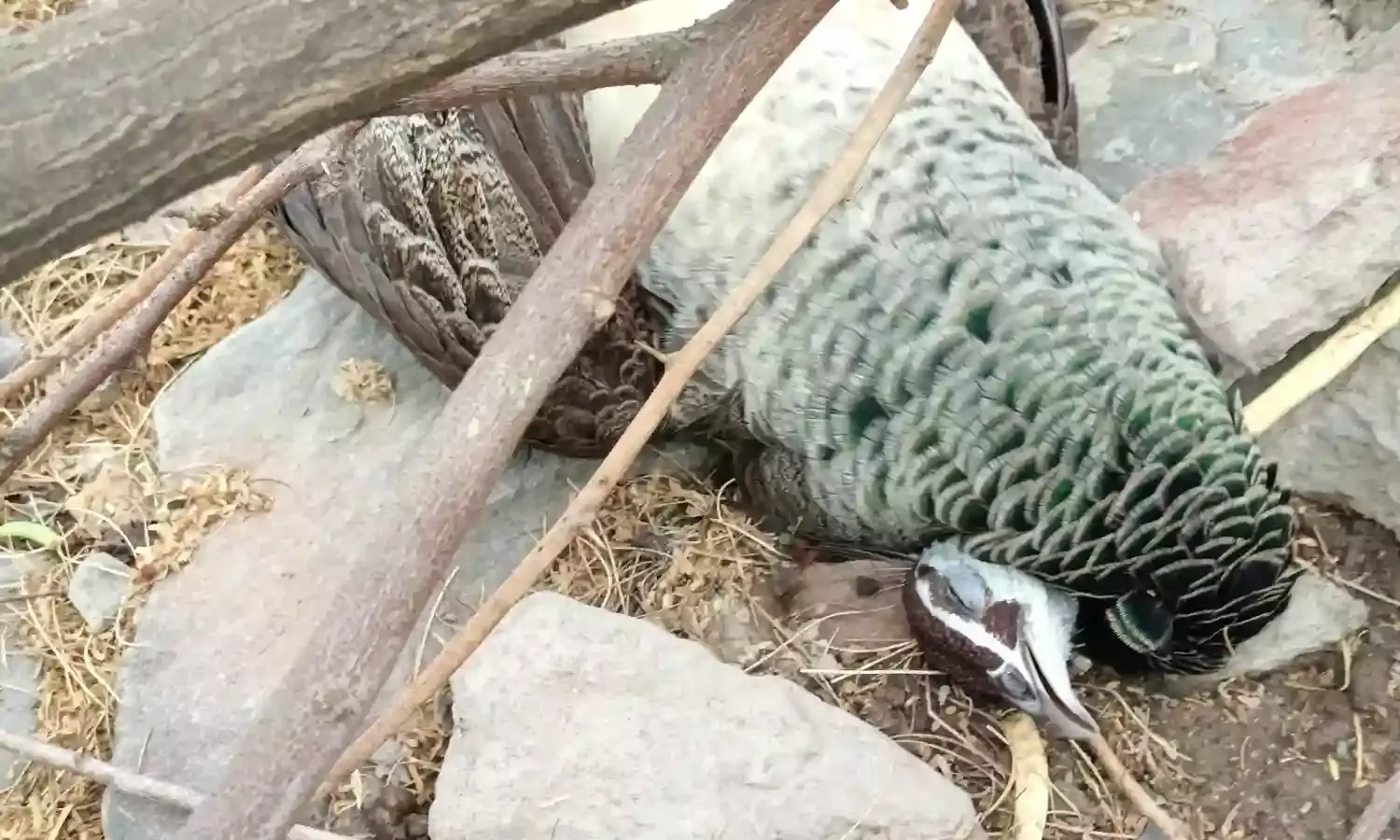 संदिग्ध अवस्था में मोर की मौत , ग्रामीणों ने दो युवकों पर लगाया आरोप