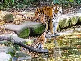 सरिस्का बाघ अभयारण्य में दुपहिया वाहनों के प्रवेश पर रोक सरिस्का बाघ अभयारण्य में दुपहिया वाहनों के प्रवेश पर रोक
