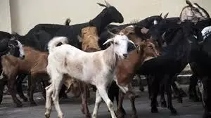 इस दिन मनाया जाएगा बकरीद का त्योहार इस दिन मनाया जाएगा बकरीद का त्योहार