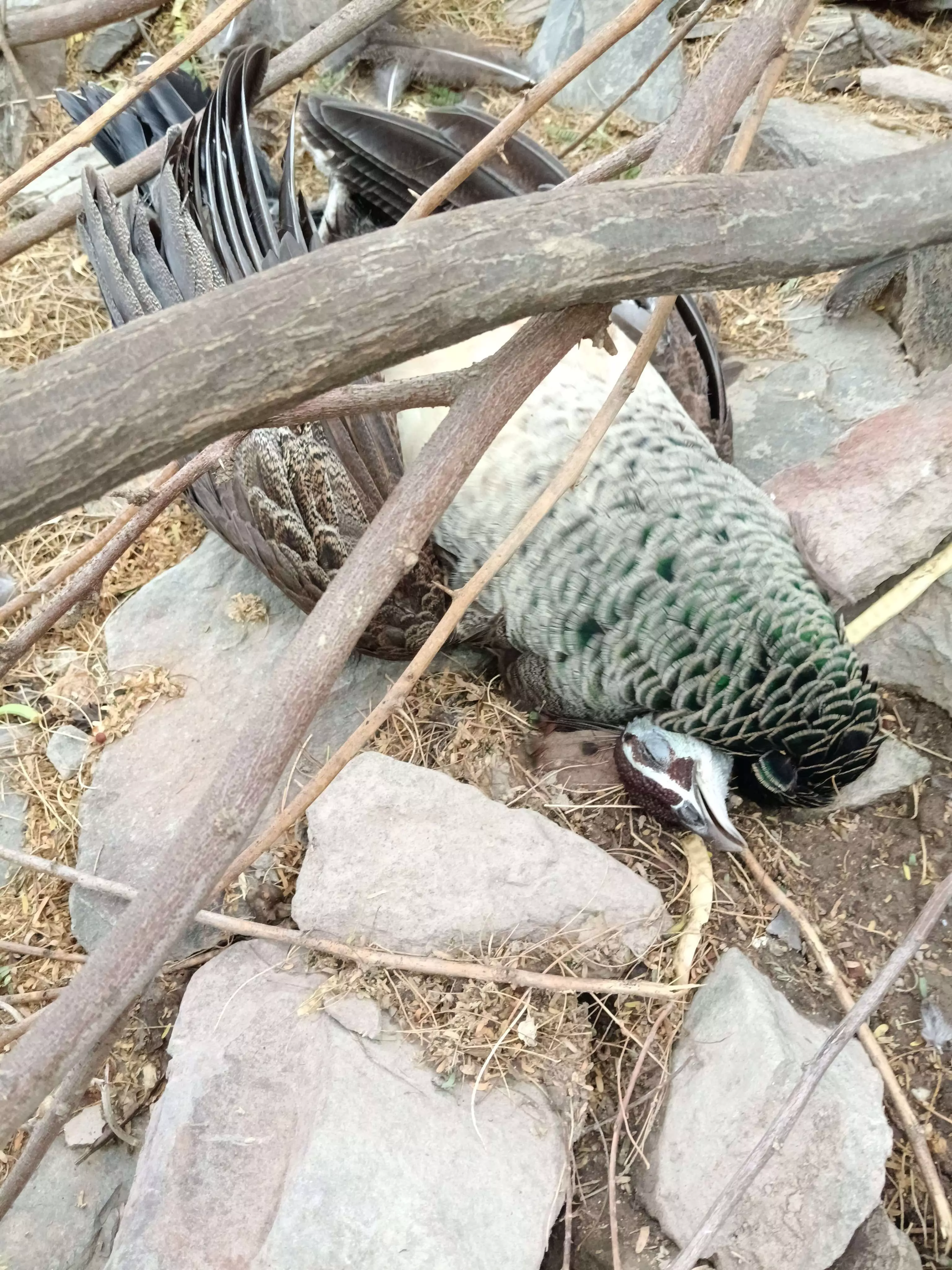 संदिग्ध अवस्था में मोर की मौत , ग्रामीणों ने दो युवकों पर लगाया आरोप संदिग्ध अवस्था में मोर की मौत , ग्रामीणों ने दो युवकों पर लगाया आरोप