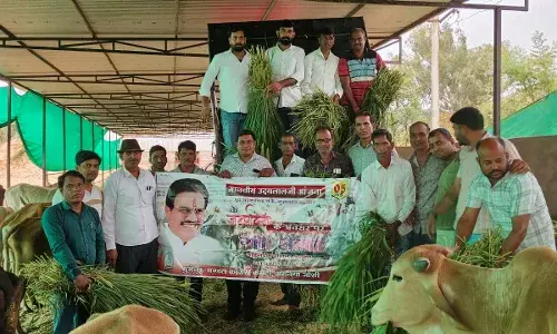 गौ माता को खिलाया हरा चारा