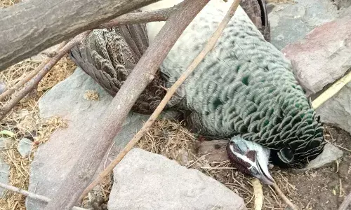 संदिग्ध अवस्था में मोर की मौत , ग्रामीणों ने दो युवकों पर लगाया आरोप