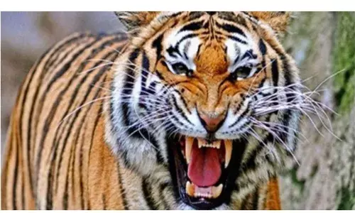 बाघ ने ले ली चार लोगों की जान बाघ ने ले ली चार लोगों की जान