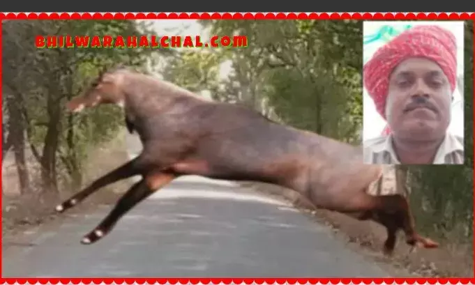 डंपर चालक की बाइक नीलगाय से टकराई मौत