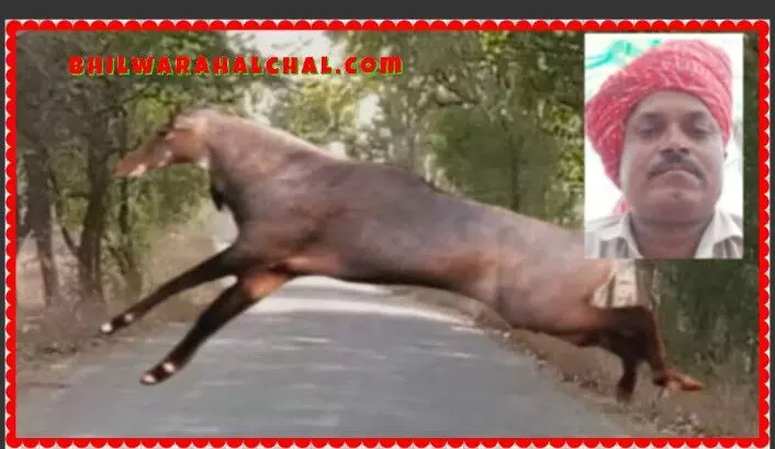 डंपर चालक की बाइक नीलगाय से टकराई मौत