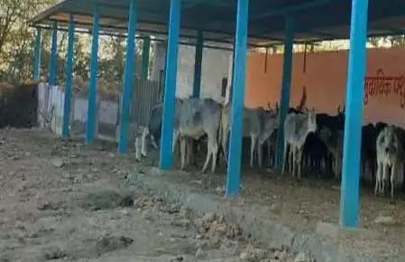 सड़कों पर विचरण करने वाले मवेशियों के लिए बनेंगे सामुदायिक केटल शेड सड़कों पर विचरण करने वाले मवेशियों के लिए बनेंगे सामुदायिक केटल शेड