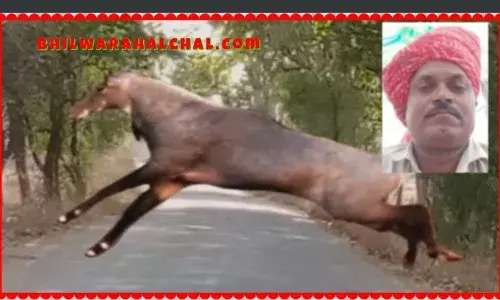 डंपर चालक की बाइक नीलगाय से टकराई मौत डंपर चालक की बाइक नीलगाय से टकराई मौत