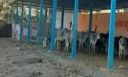 सड़कों पर विचरण करने वाले मवेशियों के लिए बनेंगे सामुदायिक केटल शेड