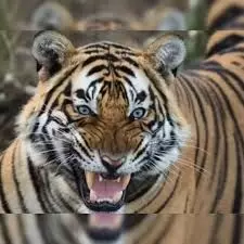इंसानों की जान ले रहे रणथंभौर के बाघ का भविष्य तय करने की तैयारी,वन विभाग ने बनाई कमेटी इंसानों की जान ले रहे रणथंभौर के बाघ का भविष्य तय करने की तैयारी,वन विभाग ने बनाई कमेटी