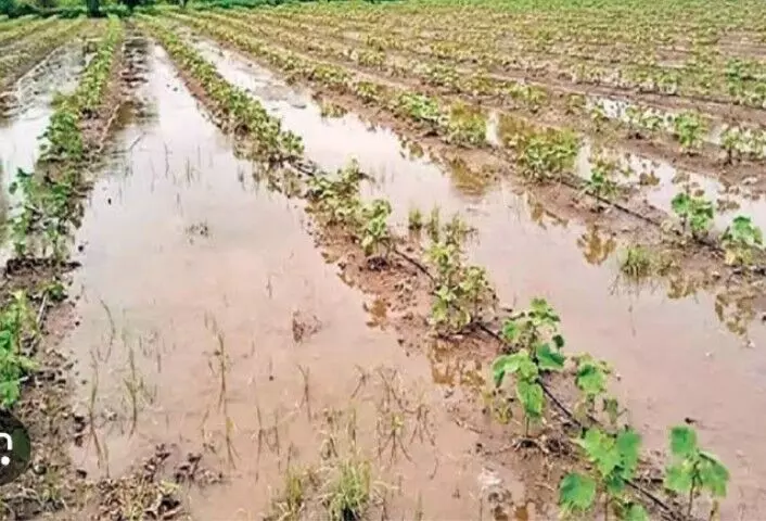 सहाड़ा क्षेत्र में तेज बारिश ,खेतों में पानी भरा, आंधीबसे टीन टप्पर उड़े , पेड़ गिरे सहाड़ा क्षेत्र में तेज बारिश ,खेतों में पानी भरा, आंधीबसे टीन टप्पर उड़े , पेड़ गिरे