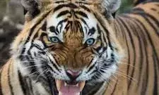 इंसानों की जान ले रहे रणथंभौर के बाघ का भविष्य तय करने की तैयारी,वन विभाग ने बनाई कमेटी
