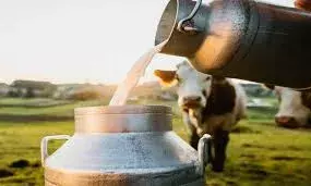 दुग्ध उत्पादन में राजस्थान बनेगा नंबर वन स्टेट-कुमावत दुग्ध उत्पादन में राजस्थान बनेगा नंबर वन स्टेट-कुमावत