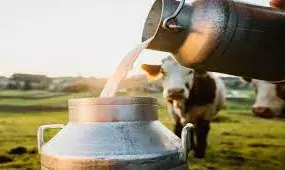दुग्ध उत्पादन में राजस्थान बनेगा नंबर वन स्टेट-कुमावत