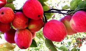 तुर्किये बहिष्कार से कश्मीरी सेब की मांग बढ़ी