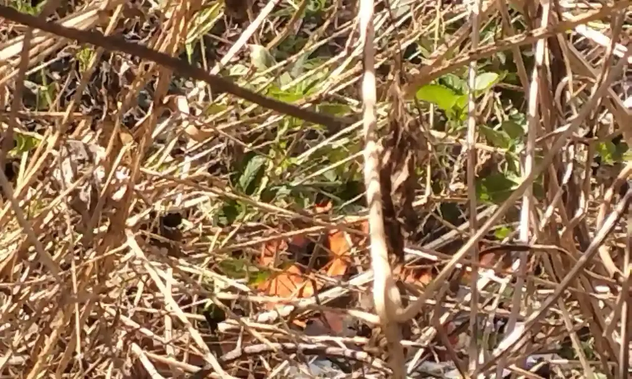 मंगरोप में लगी आग