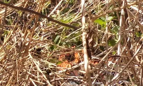 मंगरोप में लगी आग