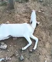 भालड़ी खेड़ा में पैंथर का आतंक: गोशाला में बछड़े सहित दो पशुओं की मौत भालड़ी खेड़ा में पैंथर का आतंक: गोशाला में बछड़े सहित दो पशुओं की मौत