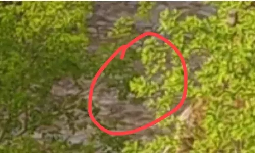 चित्तौड़ दुर्ग की तलहटी में बरसों बाद दिखा भालू चित्तौड़ दुर्ग की तलहटी में बरसों बाद दिखा भालू