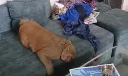 ऑफिस में फाइलें पलटी, आम खाए और सोफे पर लेटा