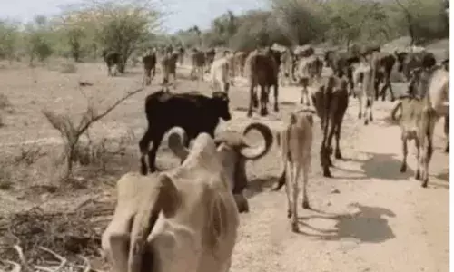 70 गोवंश को कराया मुक्त, फरार हुए तस्करों को 24 घंटे में पकड़ने का दिया अल्टीमेटम
