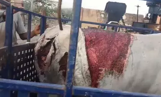 डंपिंग यार्ड पर 10-15 गायों पर एसिड अटैक, गौ सेवकों में आक्रोश