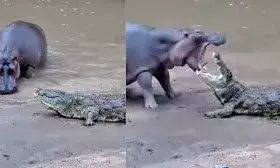 शेर और मगरमच्छ की लड़ाई में जीता कौन? देखें वीडियो में