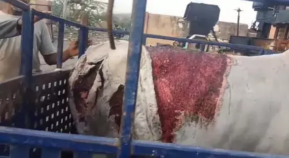 डंपिंग यार्ड पर 10-15 गायों पर एसिड अटैक, गौ सेवकों में आक्रोश