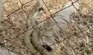 सांपों के जोड़े की रासलीला बनी आकर्षण का केंद्र, अच्छी बारिश और समृद्ध फसल का संकेत