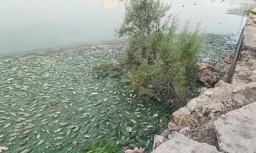 नेहरू तलाई में लाखों मछलियों की दर्दनाक मौत, गंदगी और लापरवाही बनी वजह