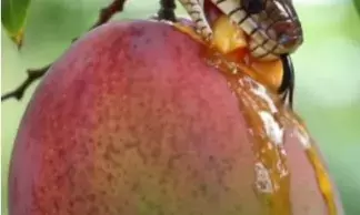 आम का शौकीन सांप.....देखे आप