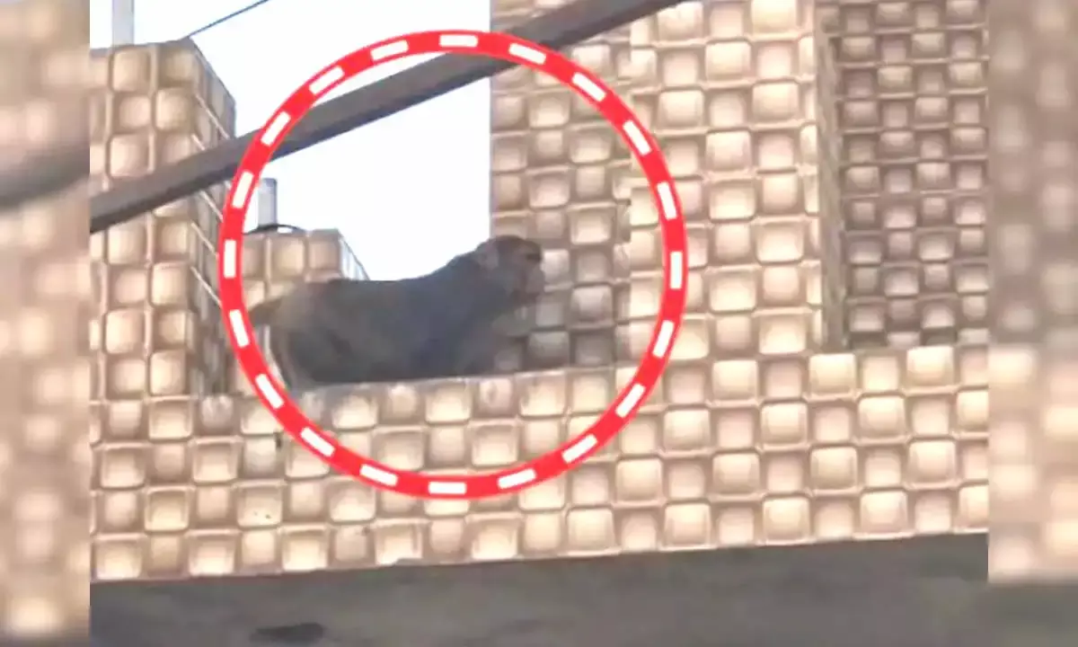 20 लाख की ज्वेलरी वाला पर्स ले उड़ा बंदर