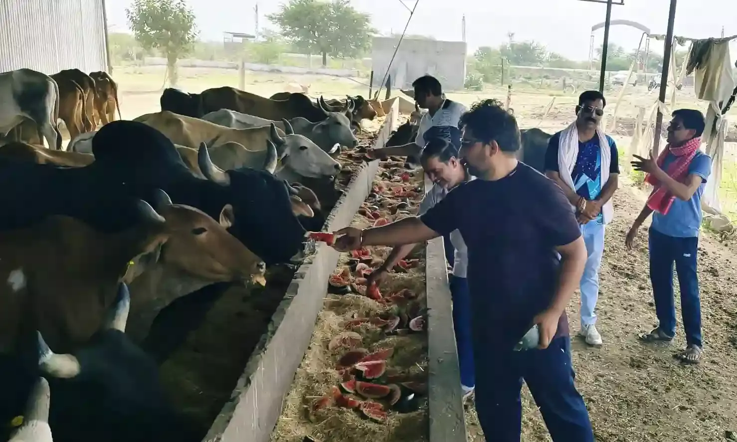 गौवंश को 400 किलो तरबूज खिलाए