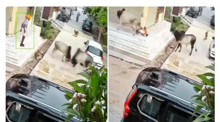 सांडों के झगड़े में एक ने उछलकर बुजुर्ग के सीने पर कर दिया अटैक से मौत सांडों के झगड़े में एक ने उछलकर बुजुर्ग के सीने पर कर दिया अटैक से मौत