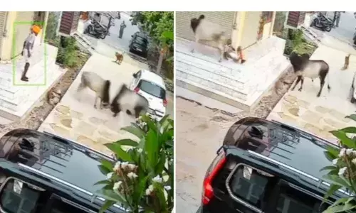 सांडों के झगड़े में एक ने उछलकर बुजुर्ग के सीने पर कर दिया अटैक से मौत