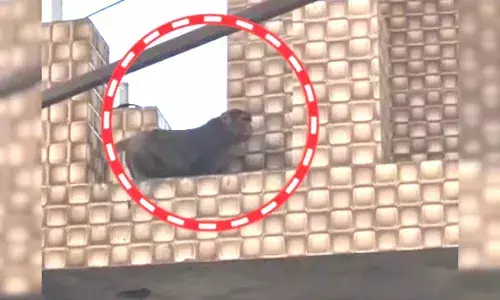 20 लाख की ज्वेलरी वाला पर्स ले उड़ा बंदर