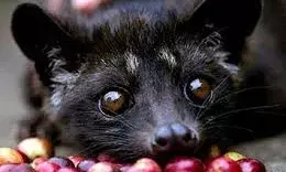 क्या आप जानते हैं दुनिया की महंगी कॉफी बनाने के लिए इस्तेमाल होती है इस बिल्ली की पॉटी