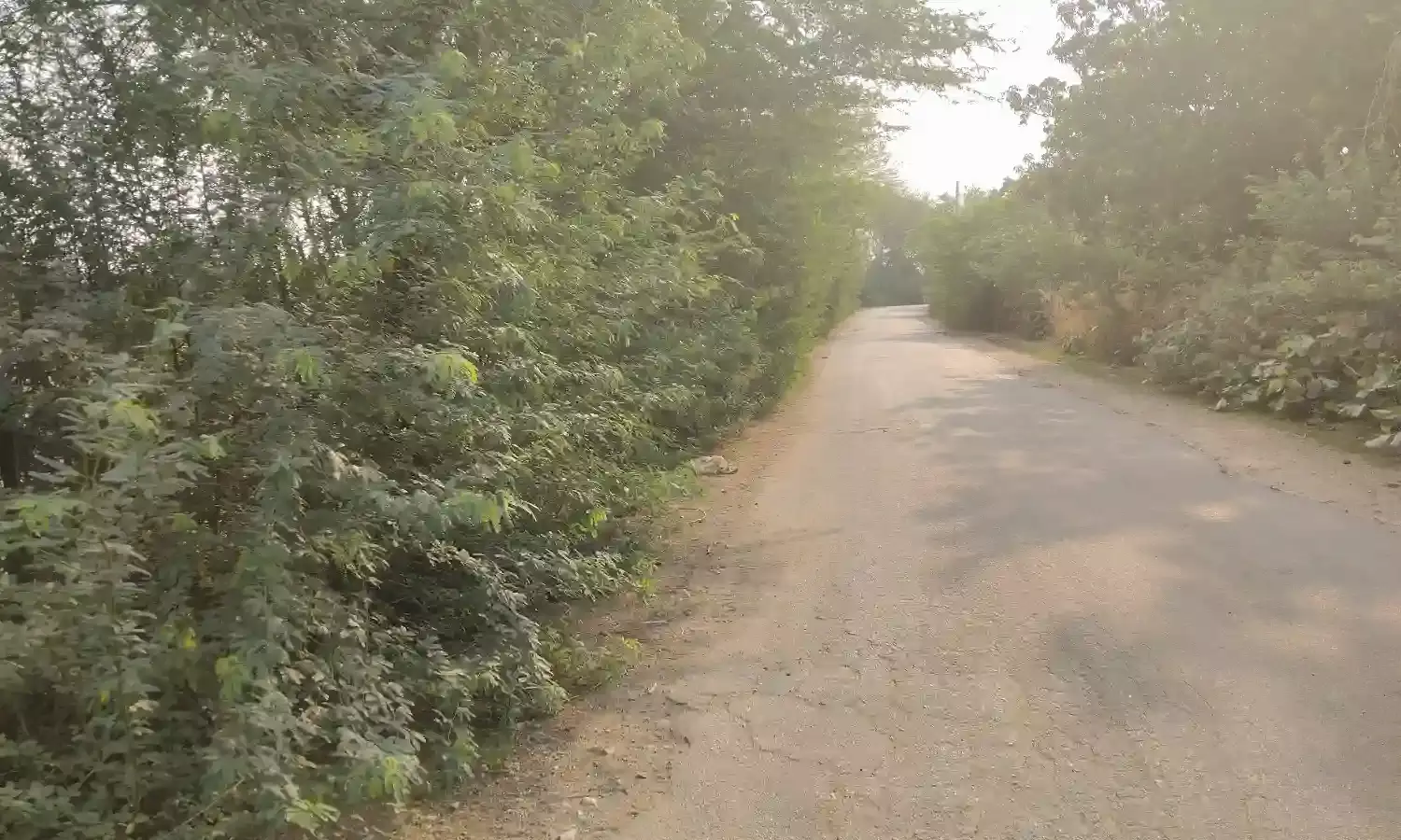 शक्करगढ़ से बाकरा सड़क किनारे लगे बबुल दे रहे हादसे को न्योता ,जिम्मेदार नहीं दे पा रहे ध्यान