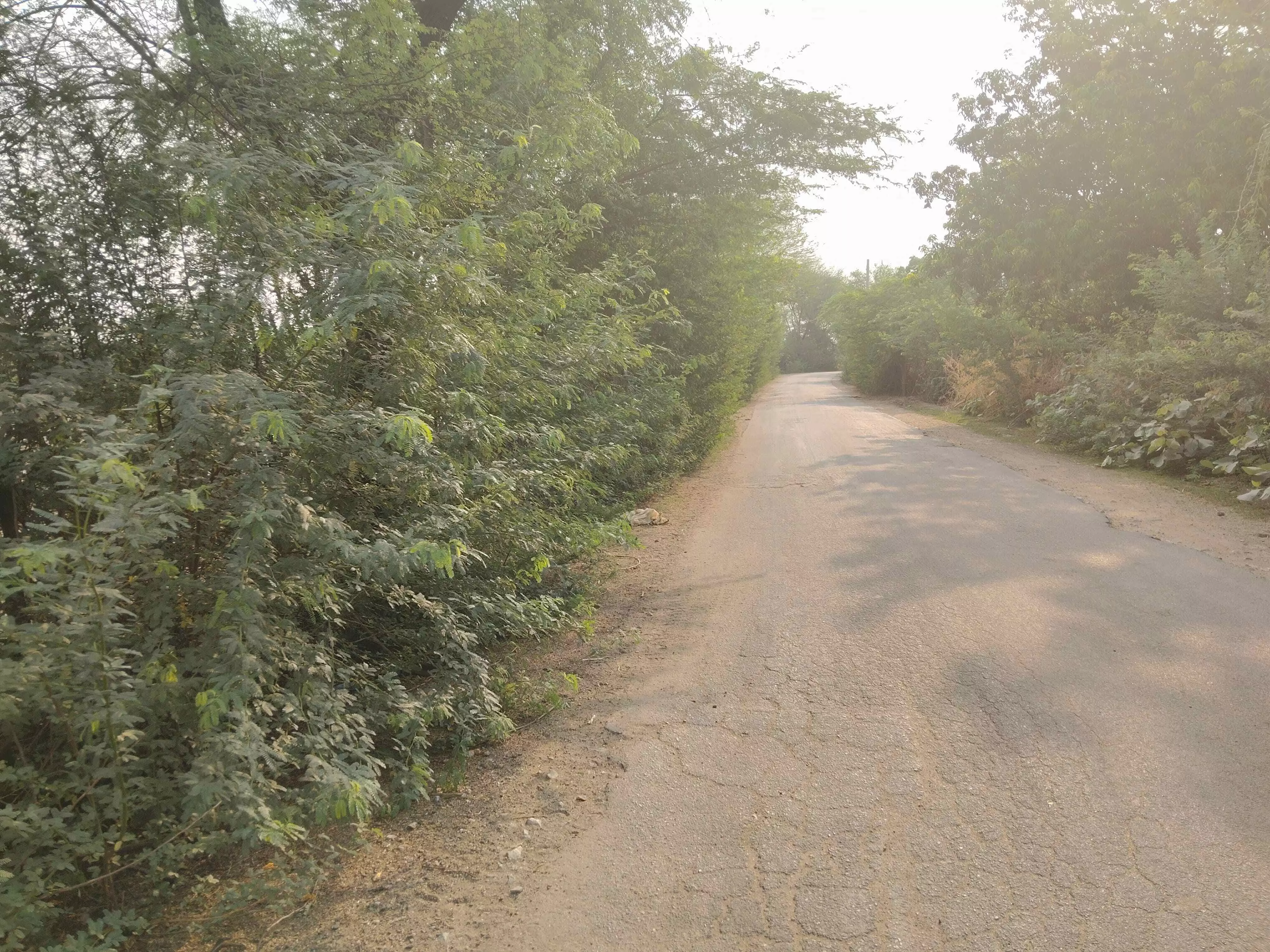 शक्करगढ़ से बाकरा सड़क किनारे लगे बबुल दे रहे हादसे को न्योता ,जिम्मेदार नहीं दे पा रहे ध्यान शक्करगढ़ से बाकरा सड़क किनारे लगे बबुल दे रहे हादसे को न्योता ,जिम्मेदार नहीं दे पा रहे ध्यान