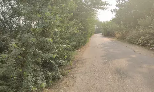 शक्करगढ़ से बाकरा सड़क किनारे लगे बबुल दे रहे हादसे को न्योता ,जिम्मेदार नहीं दे पा रहे ध्यान