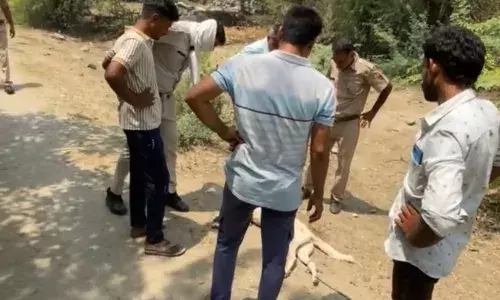 दो बेजुबान श्वानों की दो दिन में संदिग्ध मौत, कार्रवाई की मांग