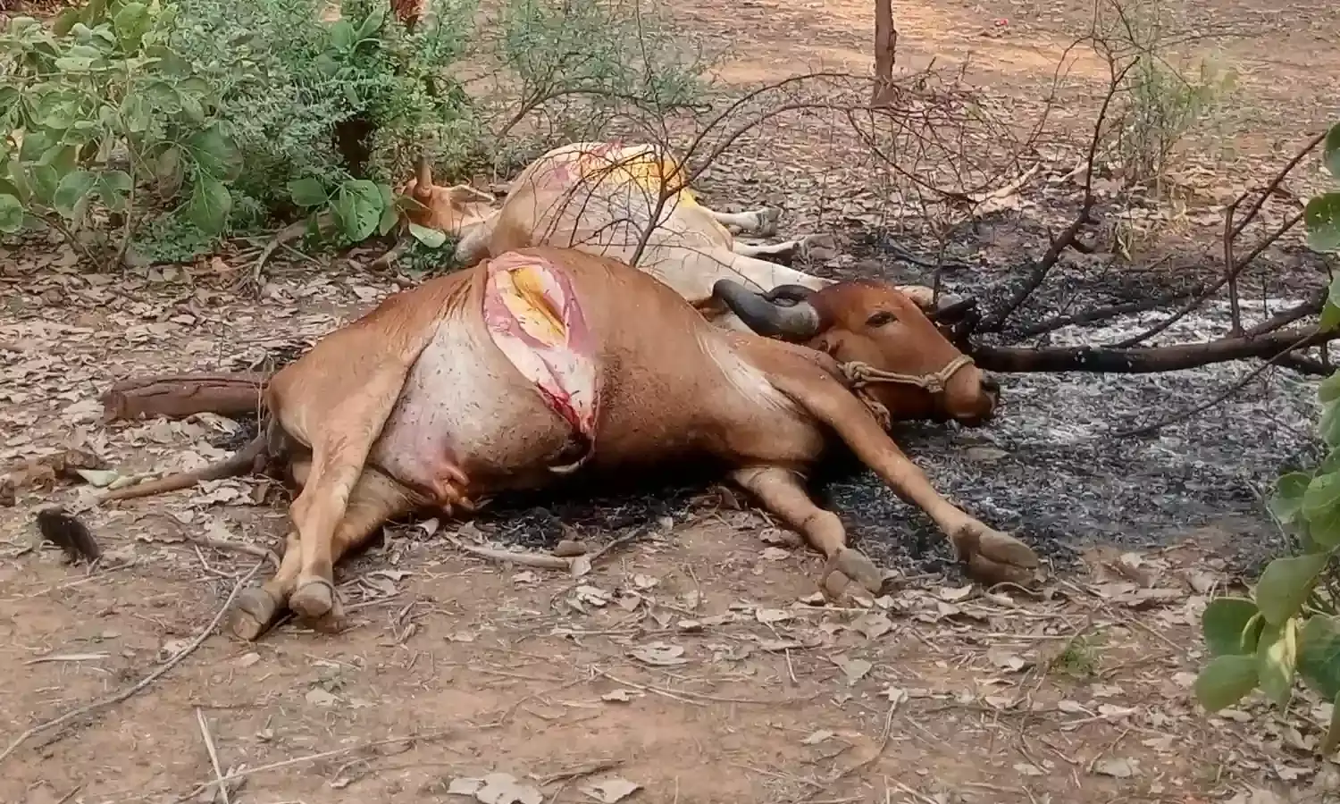 विद्युत तार के टूटने से दो गौवंश की मौत
