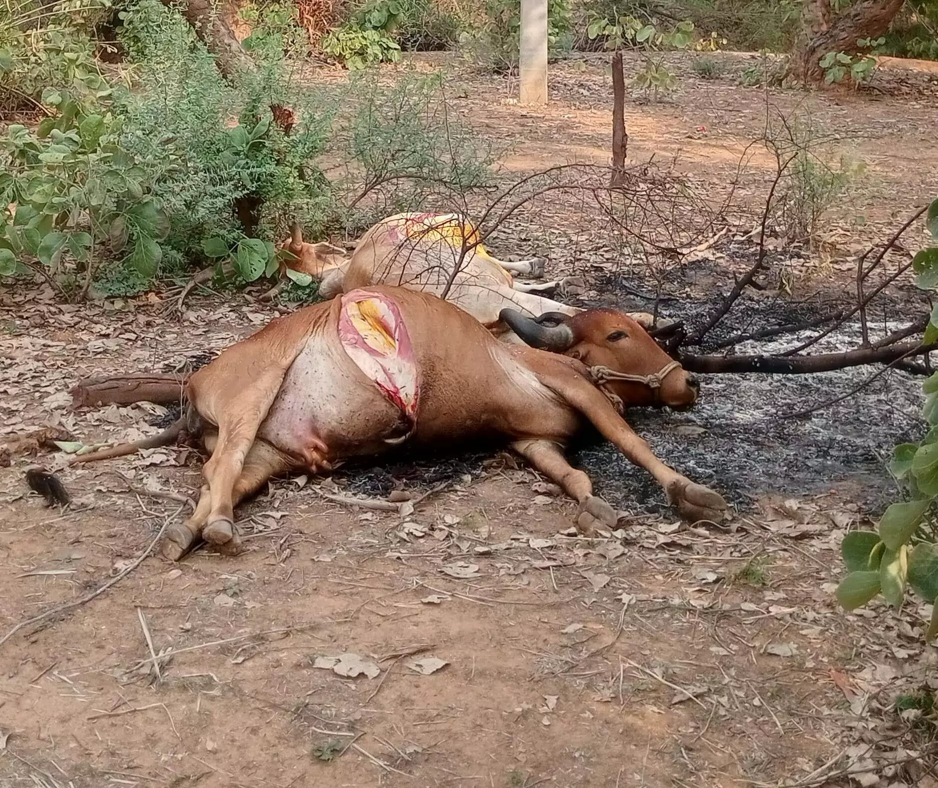 विद्युत तार के टूटने से दो गौवंश की मौत विद्युत तार के टूटने से दो गौवंश की मौत