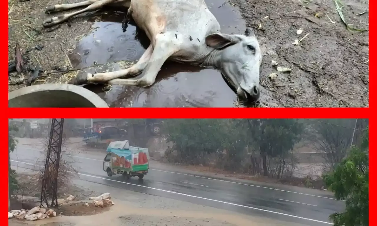 प्री मानसून की बारिश से किसानों के खिले चेहरे, बिजली गिरने से बछड़े की मौत प्री मानसून की बारिश से किसानों के खिले चेहरे, बिजली गिरने से बछड़े की मौत