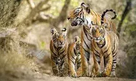 देश  में हर महीने औसतन हो रही है लगभग 17 बाघों की माैत